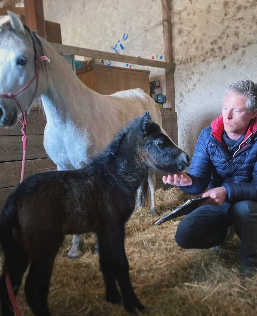 Clinique vétérinaire du Chien Bleu, cheval et son poulain